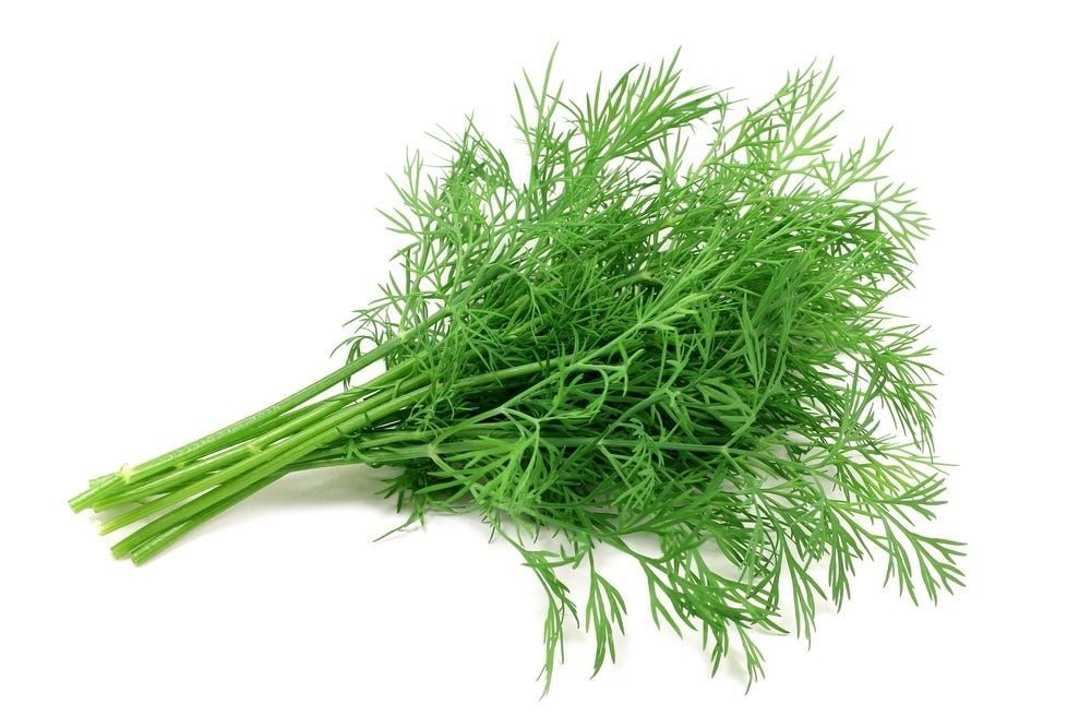 Koperek (éterických olejů, Kopru Vonného, suchém větraném, Anethum graveolens) Koperek