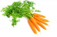 MARCHEWKA pęczek młoda